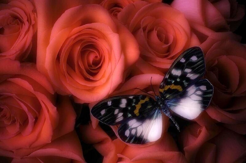 Butterfly on Roses — Pink