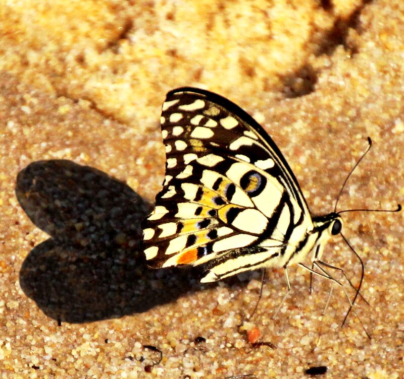 Butterfly on Sand