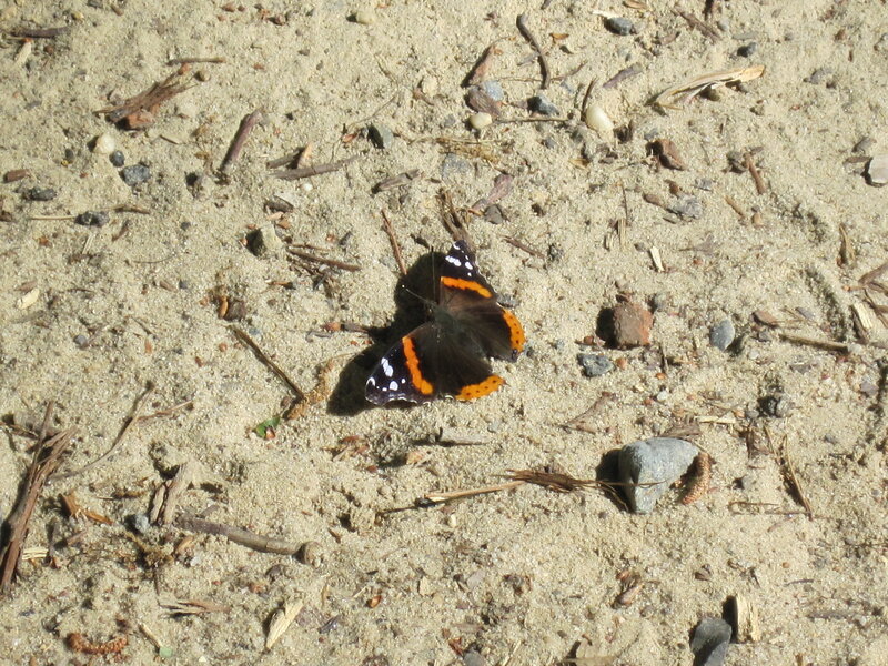 butterfly on sandy ground