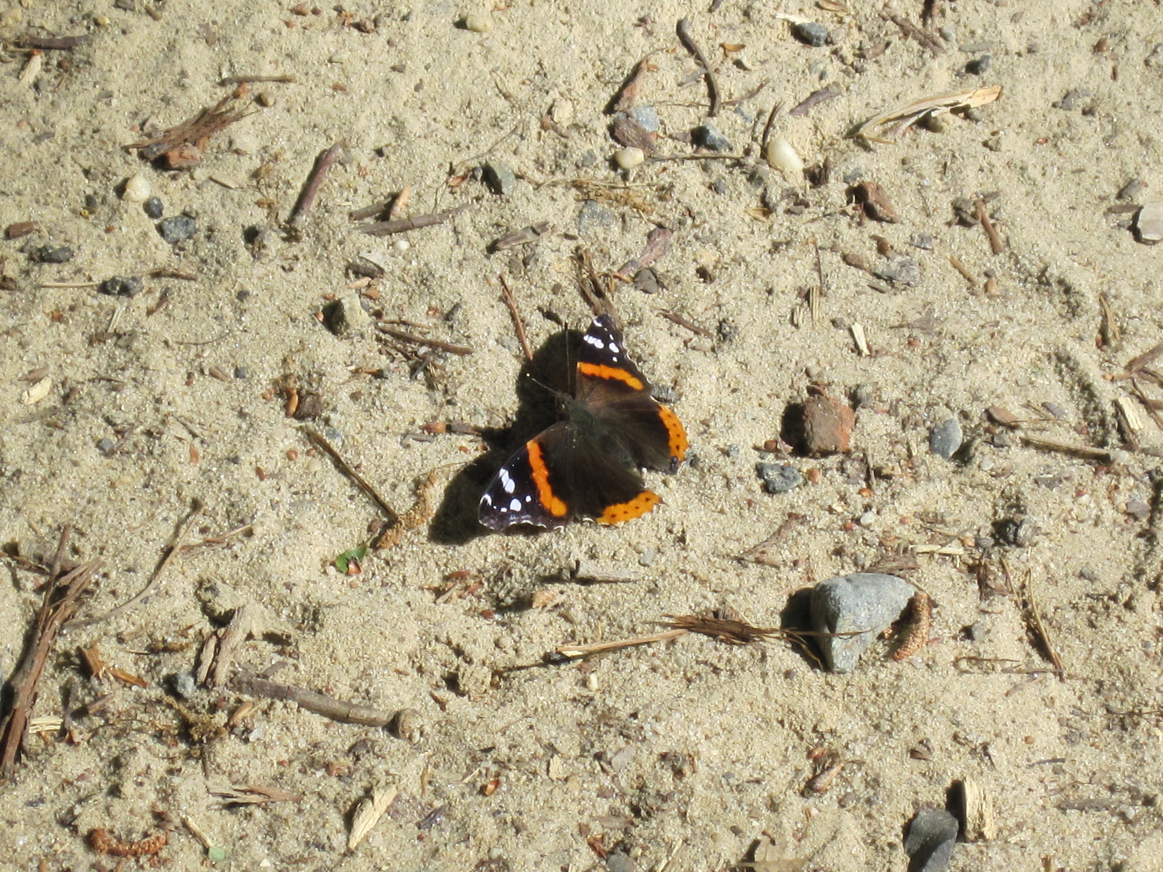 butterfly on sandy ground