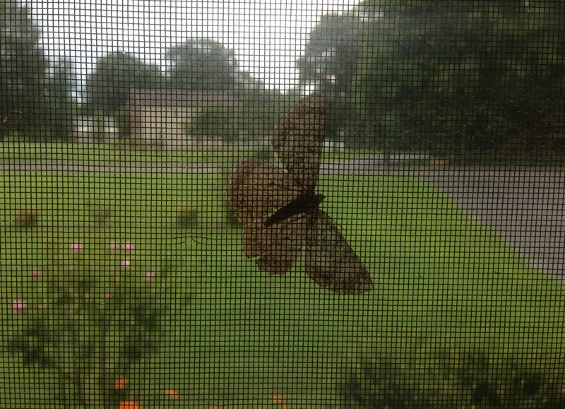Butterfly on Screen Door