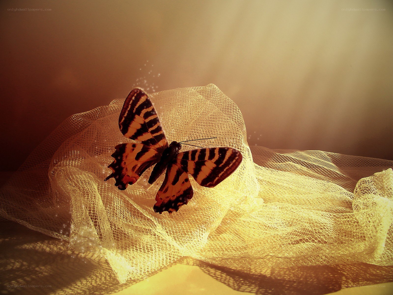 Butterfly on sheer fabric