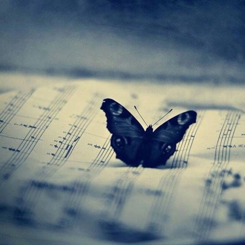 Butterfly on Sheet Music