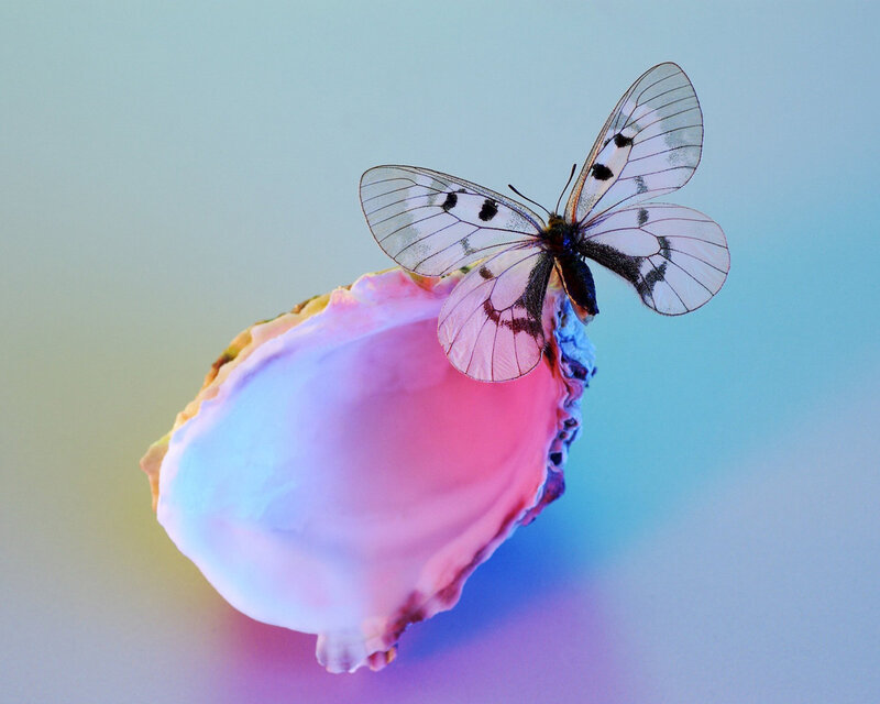 Butterfly on Shell