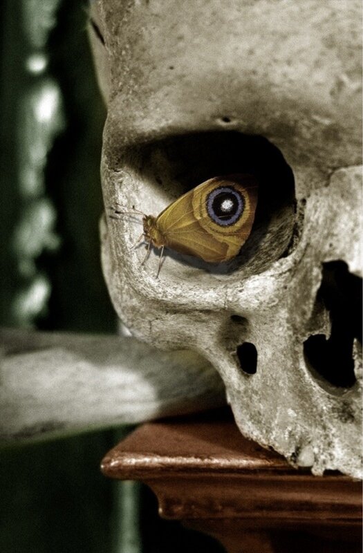 Butterfly on Skull