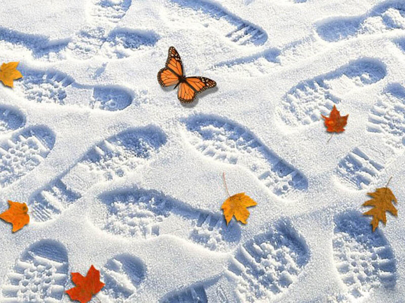 Butterfly on Snow