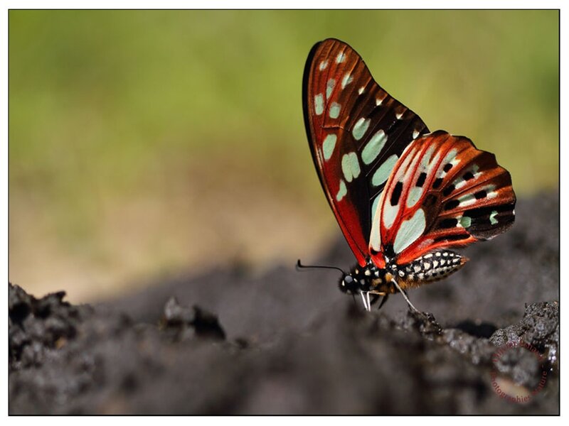 Butterfly on Soil