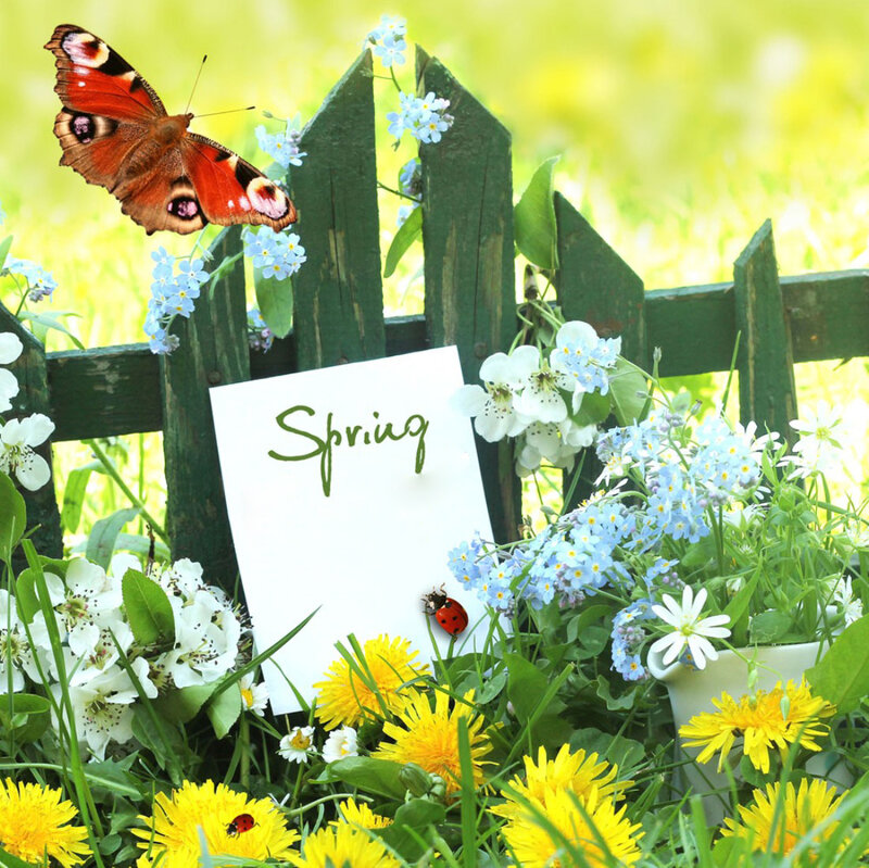 Butterfly on Spring Flowers
