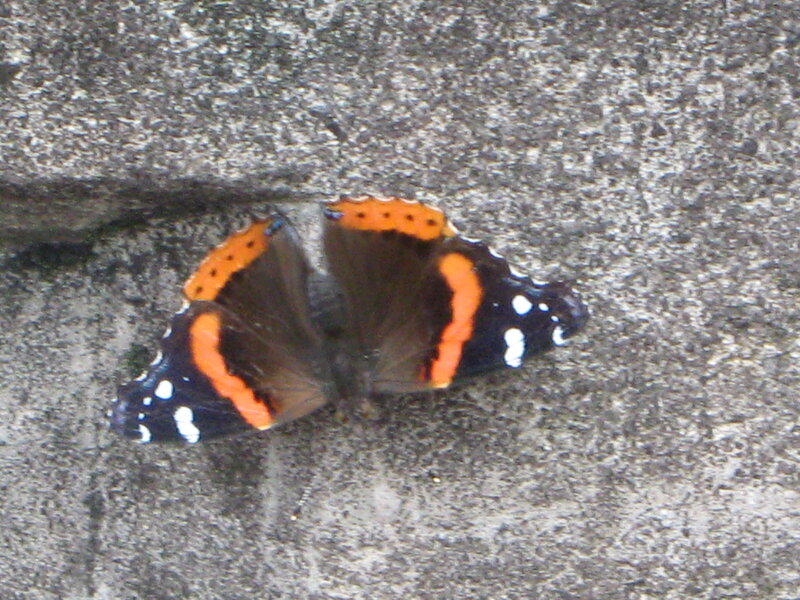 Butterfly on Stone — Black