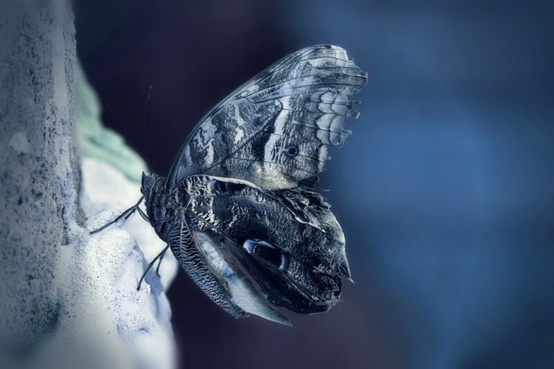 Butterfly on Stone — Blue