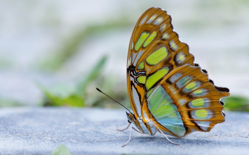 Butterfly on Stone — Green