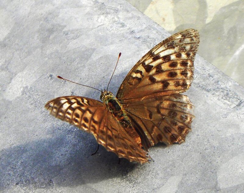Butterfly on Stone