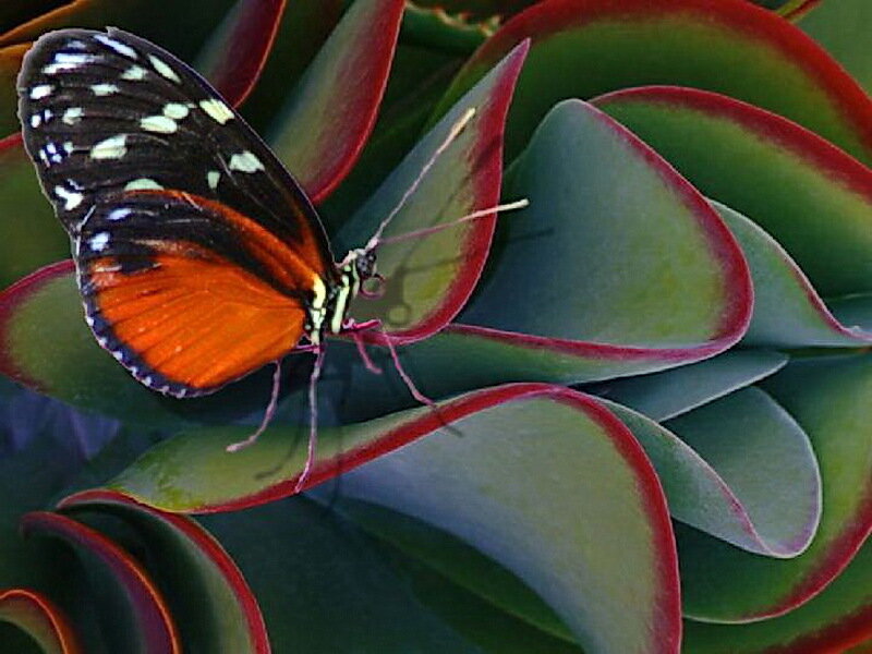 Butterfly on Succulent Leaf
