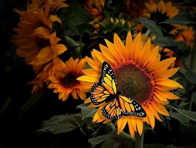 butterfly on sunflower
