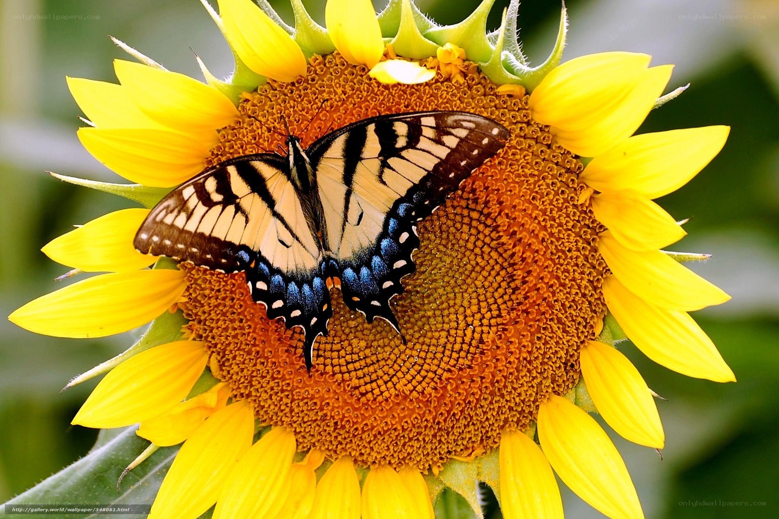 butterfly on sunflower