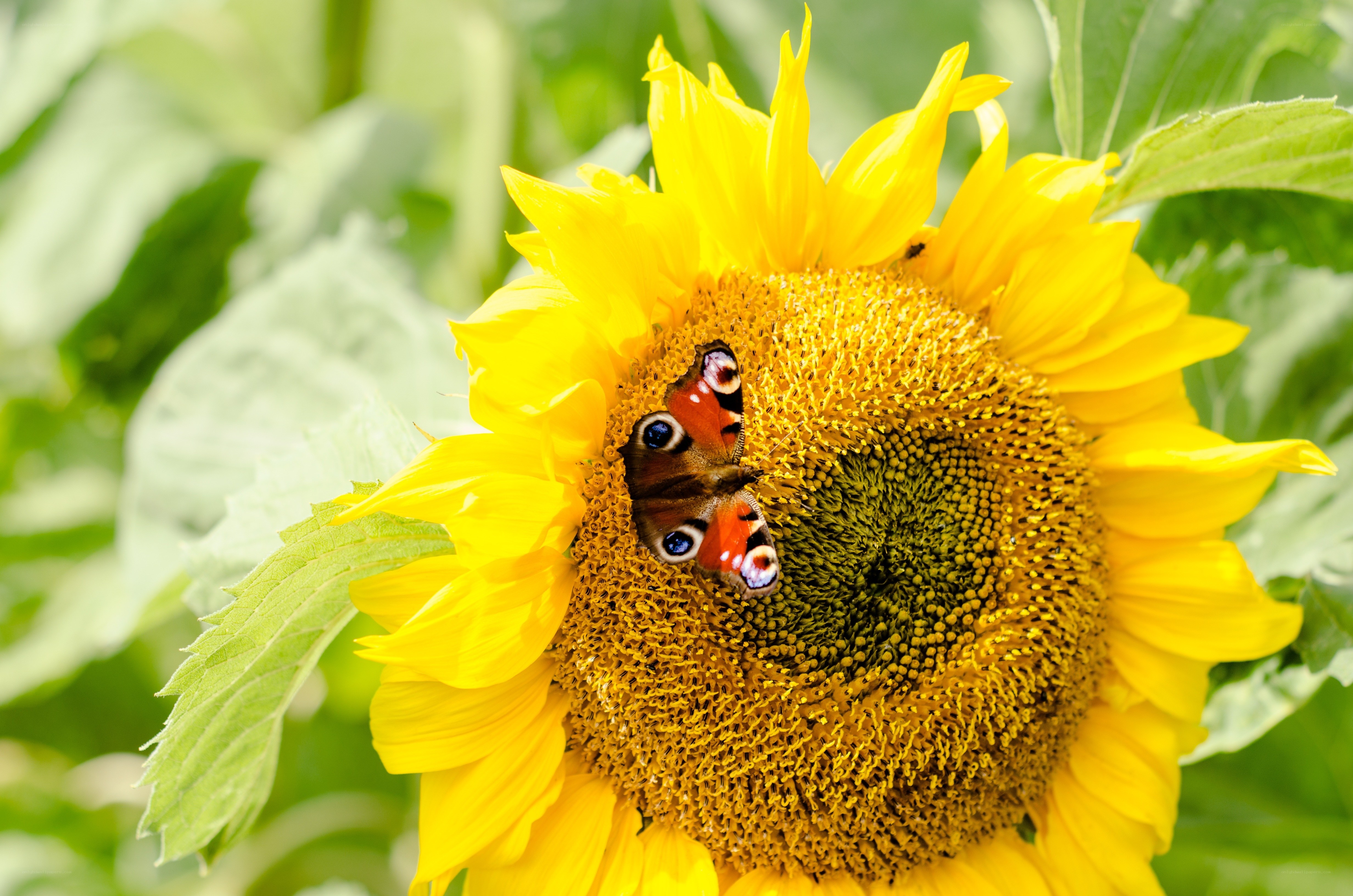 butterfly on sunflower
