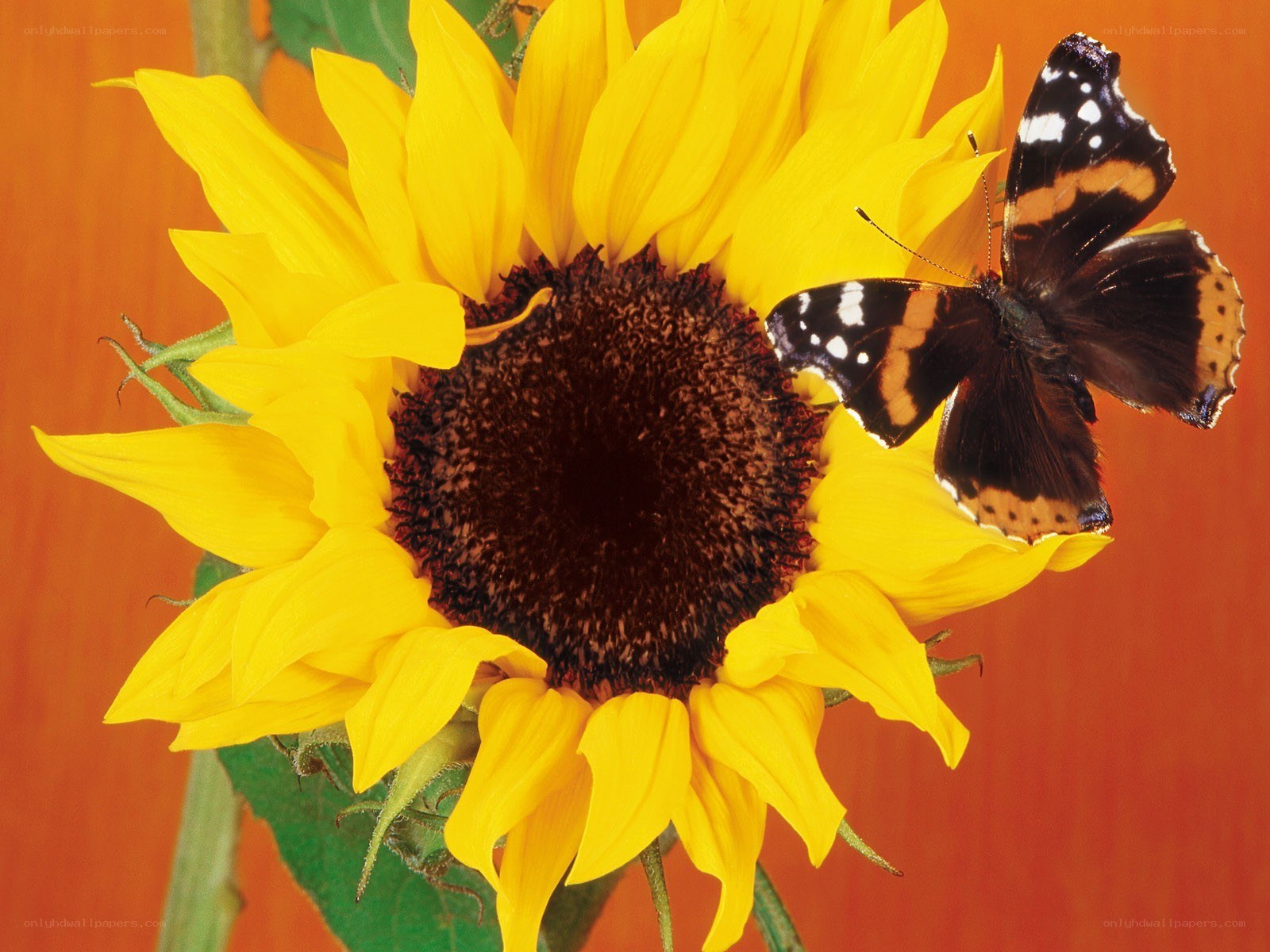 butterfly on sunflower
