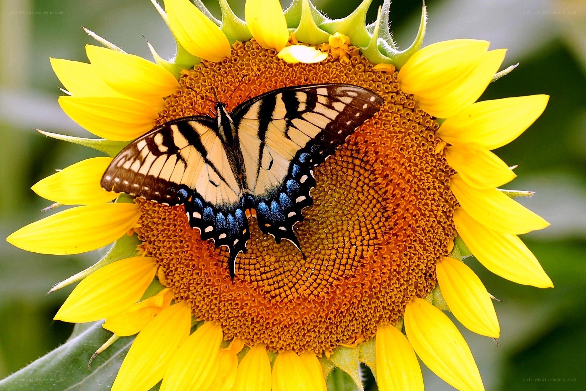 butterfly on sunflower