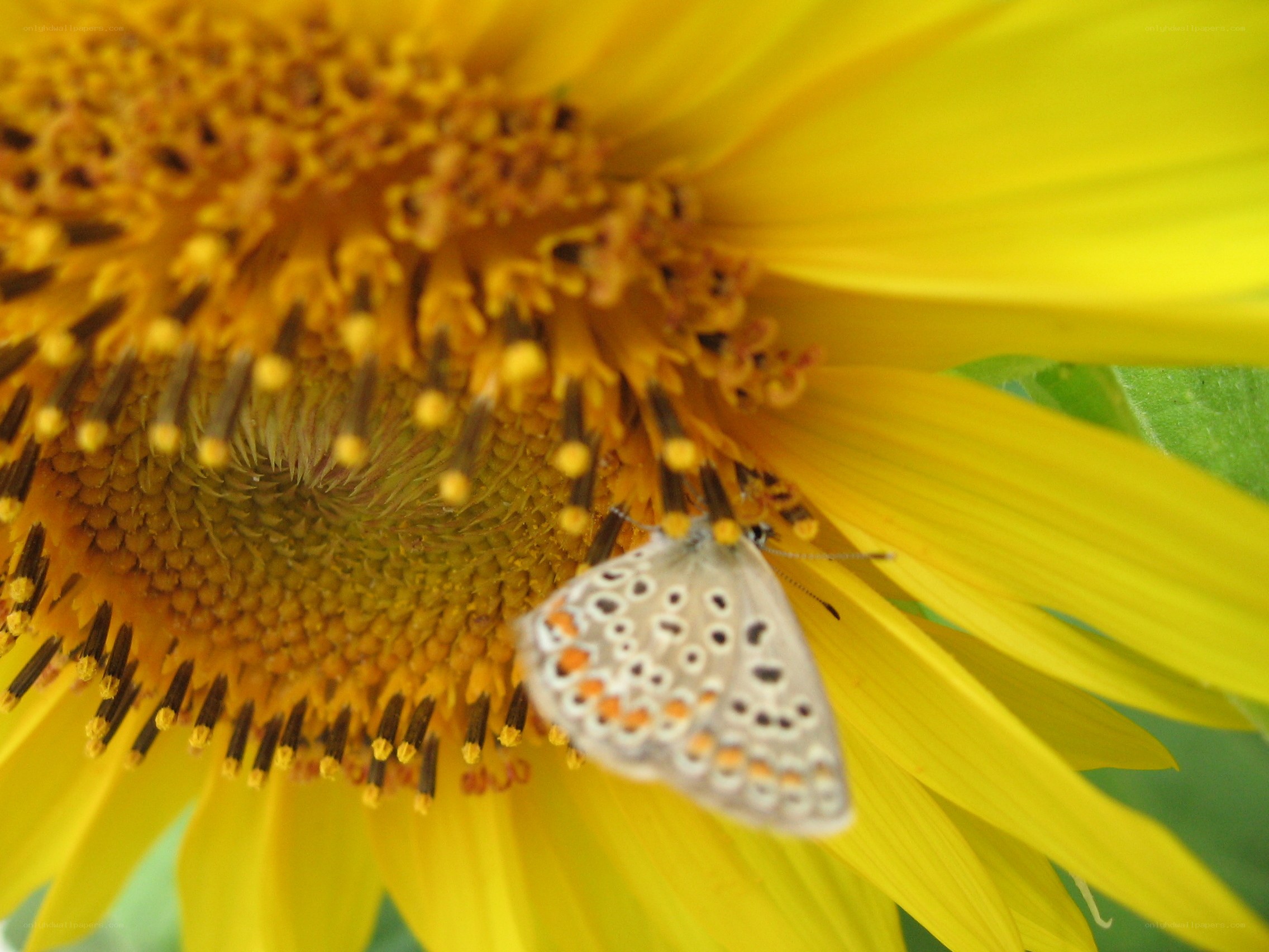 butterfly on sunflower