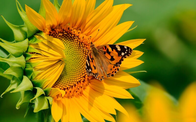 Butterfly on Sunflower — Calm