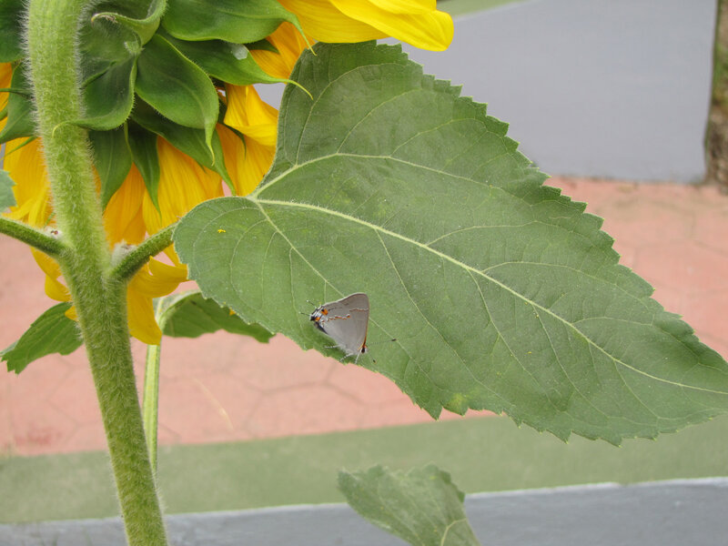 Butterfly on Sunflower Leaf