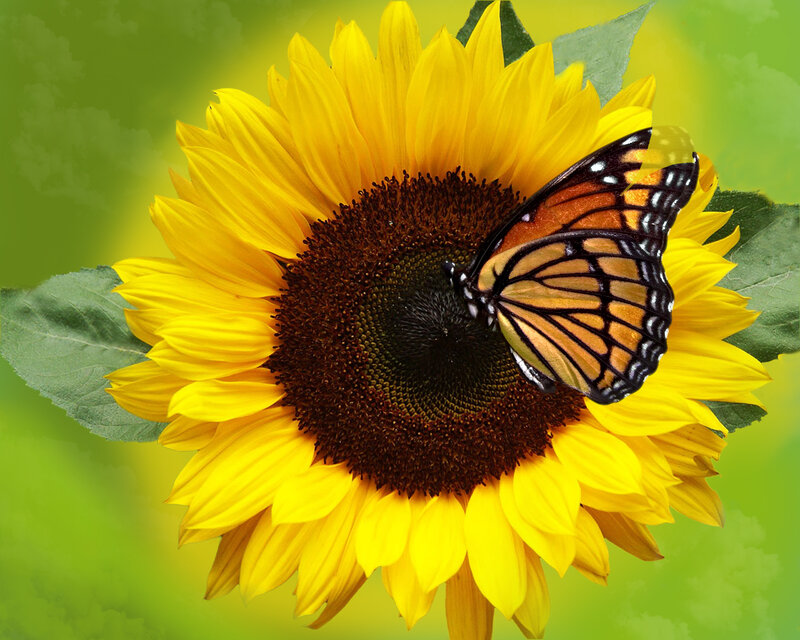 Butterfly on Sunflower — Yellow, Calm, Afternoon, Photograph, Leaves