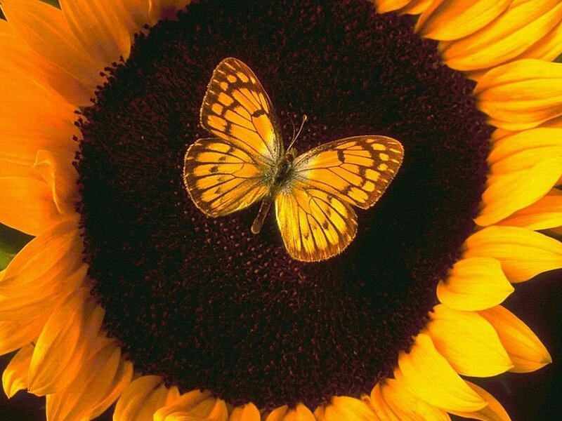 Butterfly on Sunflower — Yellow, Calm, Afternoon, Photograph