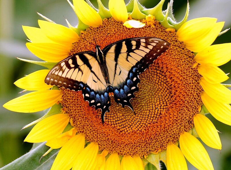 Butterfly on Sunflower — Yellow, Calm, Summer, Photograph, Insect