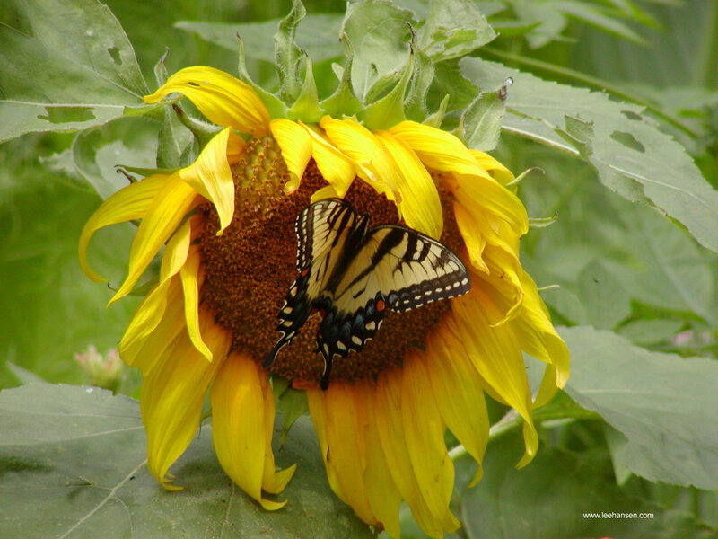 Butterfly on Sunflower — Yellow, Calm, Summer