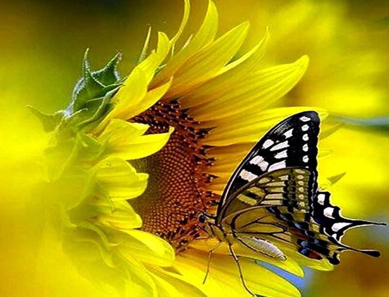 Butterfly on Sunflower — Yellow, Calm