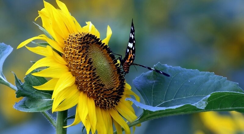 Butterfly on Sunflower — Yellow, Serene, Afternoon, Photograph, Leaf