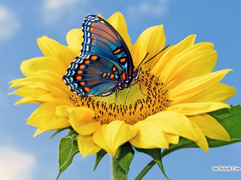 Butterfly on Sunflower — Yellow, Serene, Afternoon, Photograph, Sky