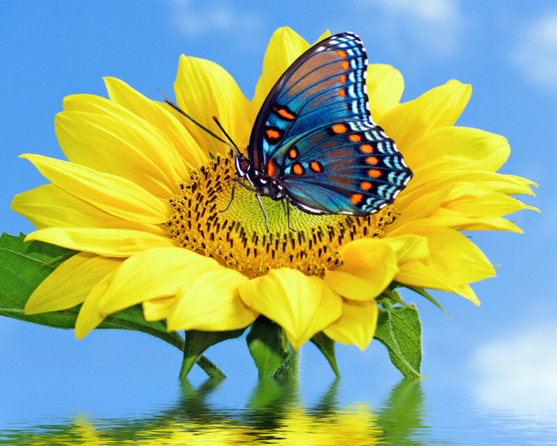 Butterfly on Sunflower — Yellow, Serene, Afternoon, Photograph, Water