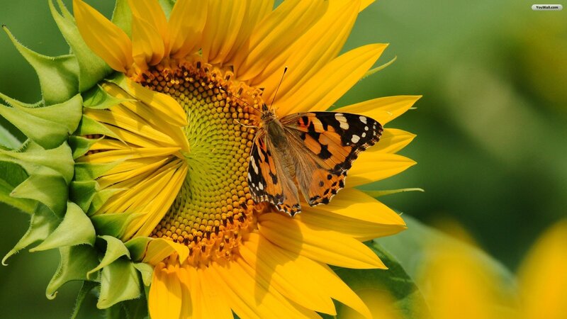 Butterfly on Sunflower — Yellow, Serene, Afternoon