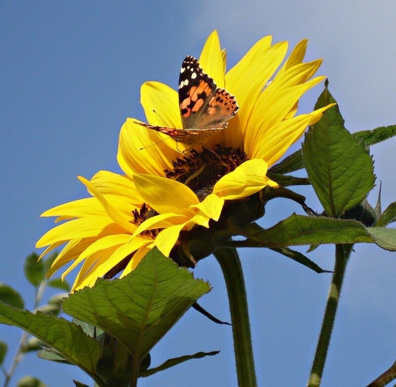 Butterfly on Sunflower — Yellow, Serene