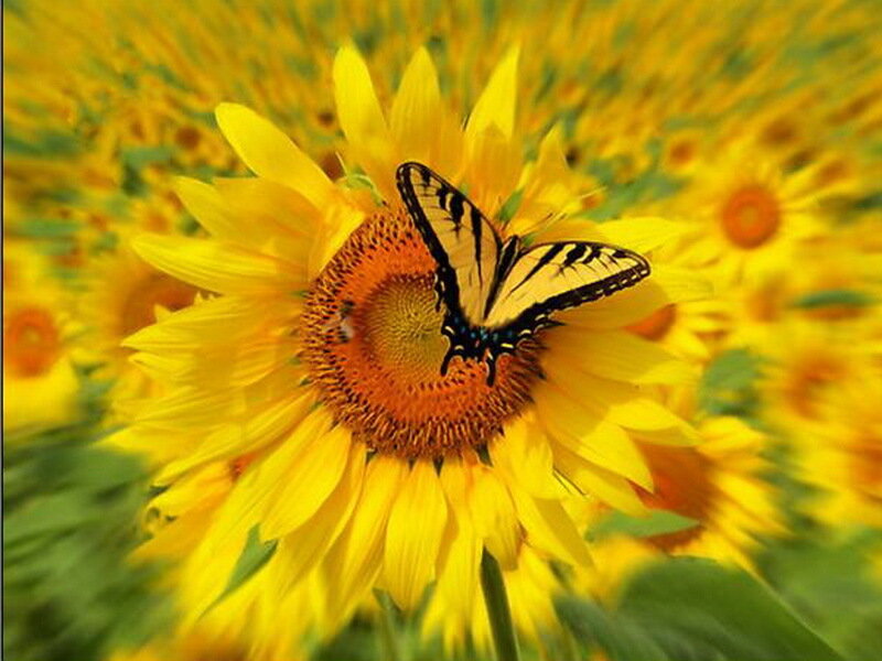 Butterfly on Sunflower — Yellow