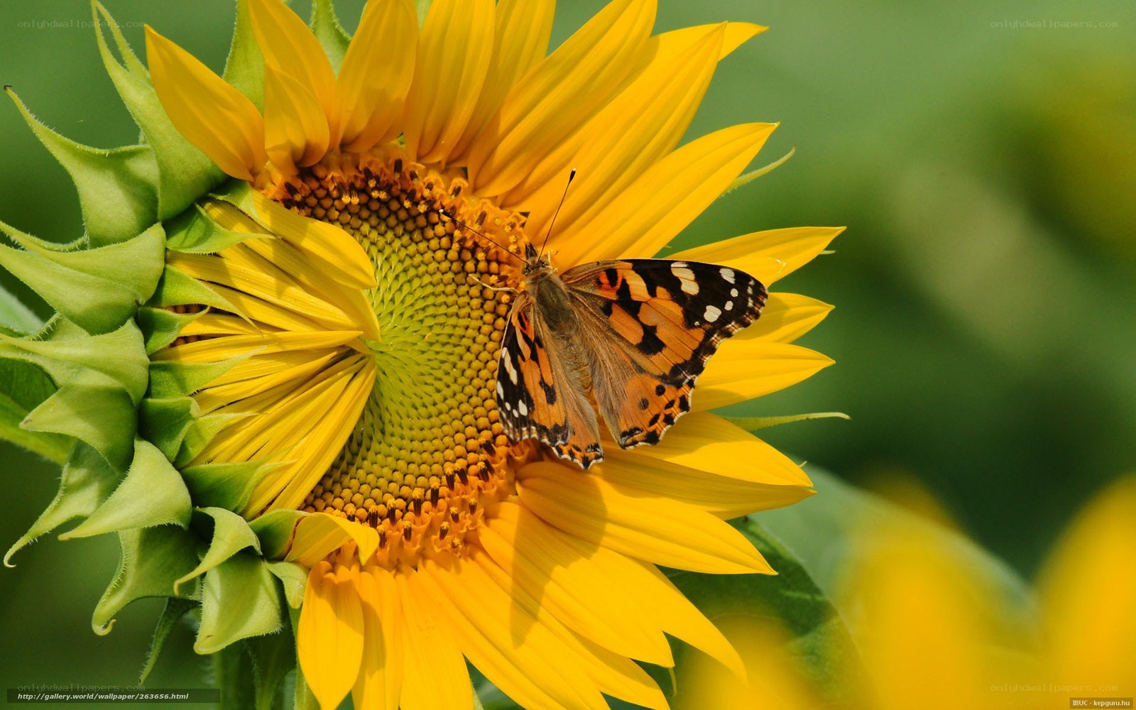 butterfly on sunflower