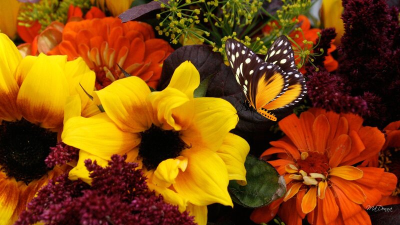 Butterfly on Sunflowers — Yellow
