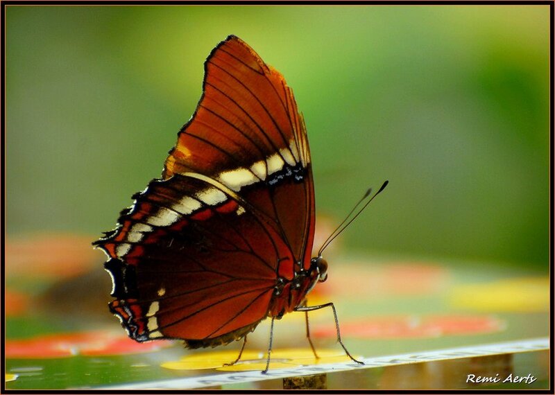 Butterfly on Surface