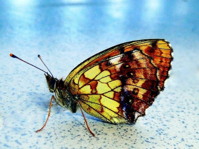 Butterfly on Surface — Yellow