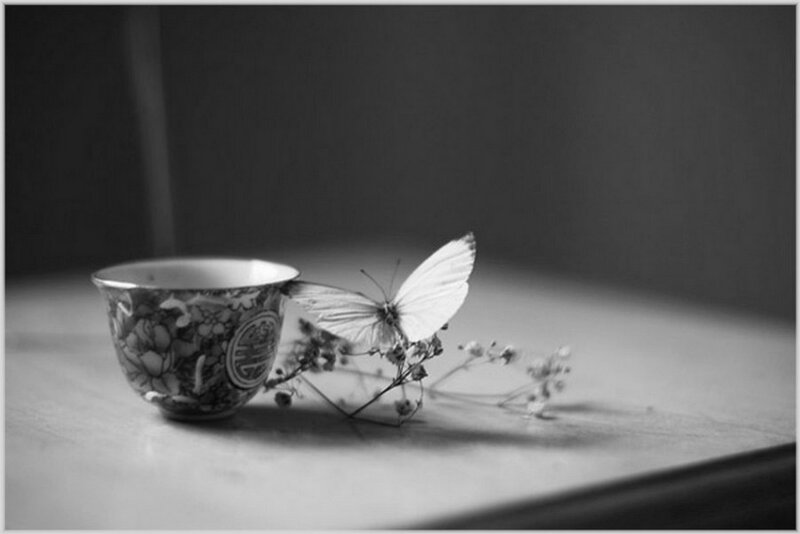 Butterfly on Teacup