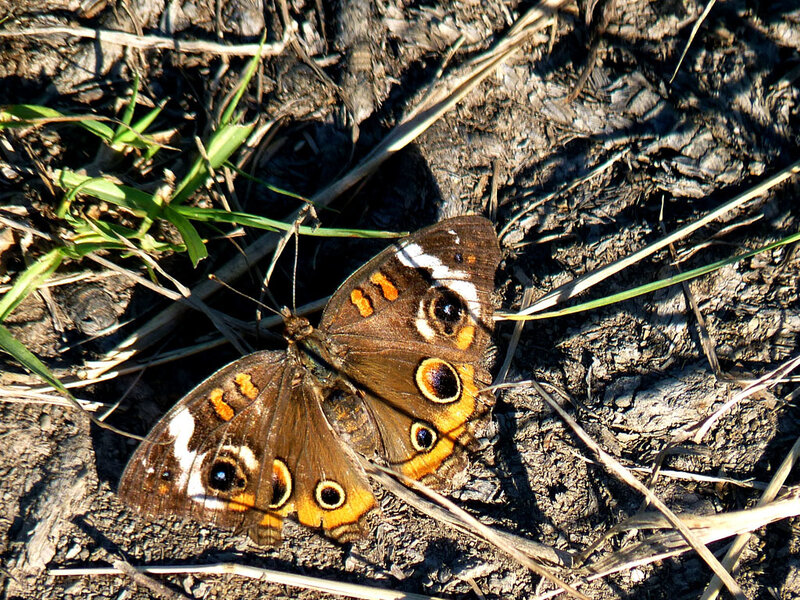 Butterfly on the ground