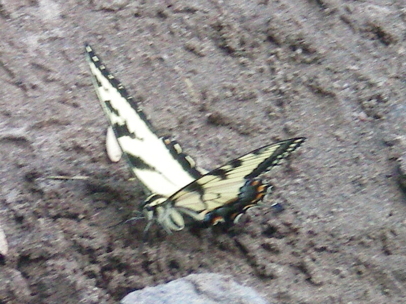 butterfly on the ground