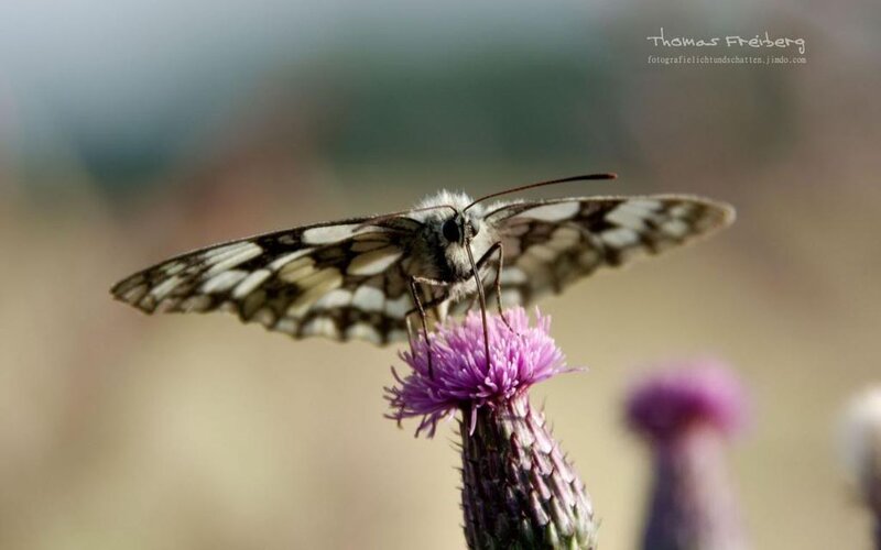 Butterfly on Thistle Flower — Purple, Calm, Afternoon