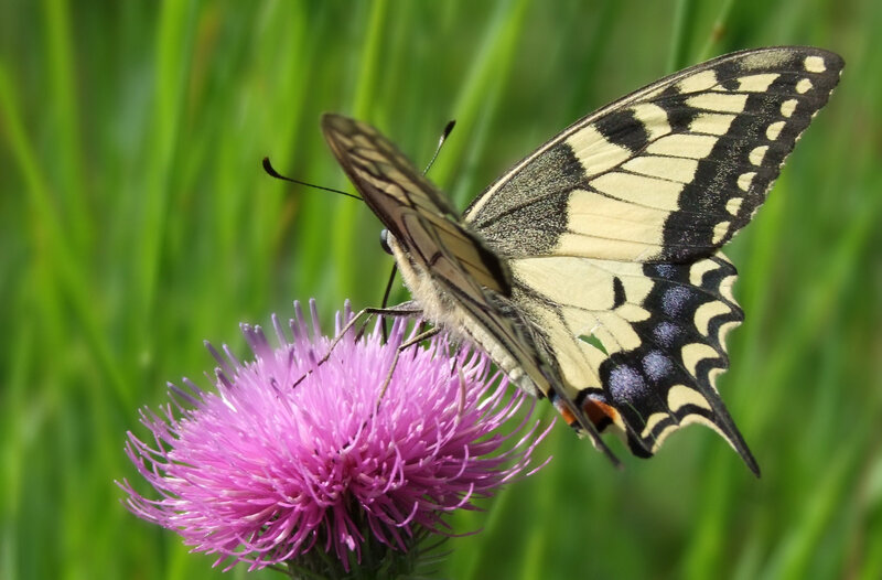 Butterfly on Thistle Flower — Purple, Calm