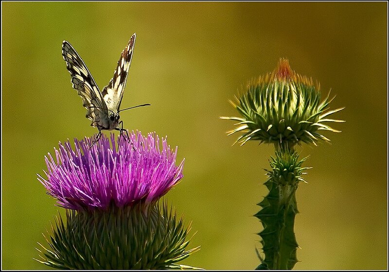 Butterfly on Thistle Flower — Purple, Serene