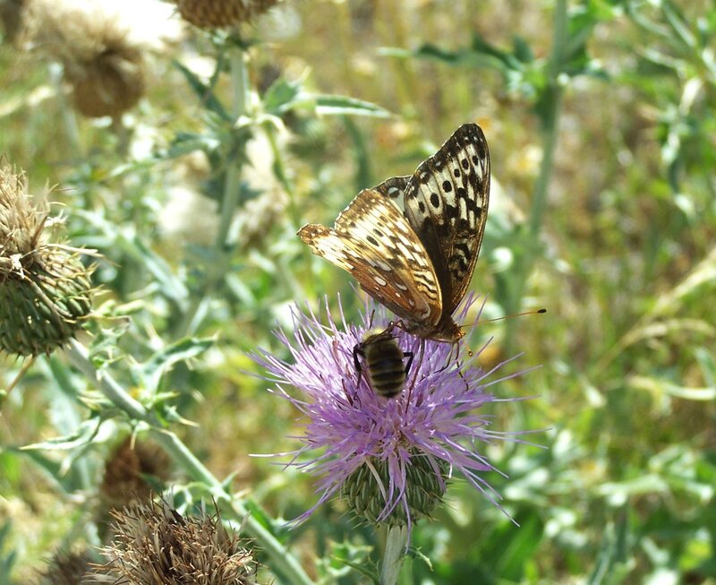 Butterfly on Thistle Flower — Purple