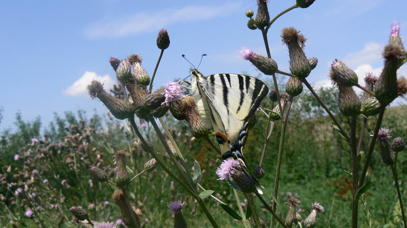 Butterfly on Thistle Flower — White