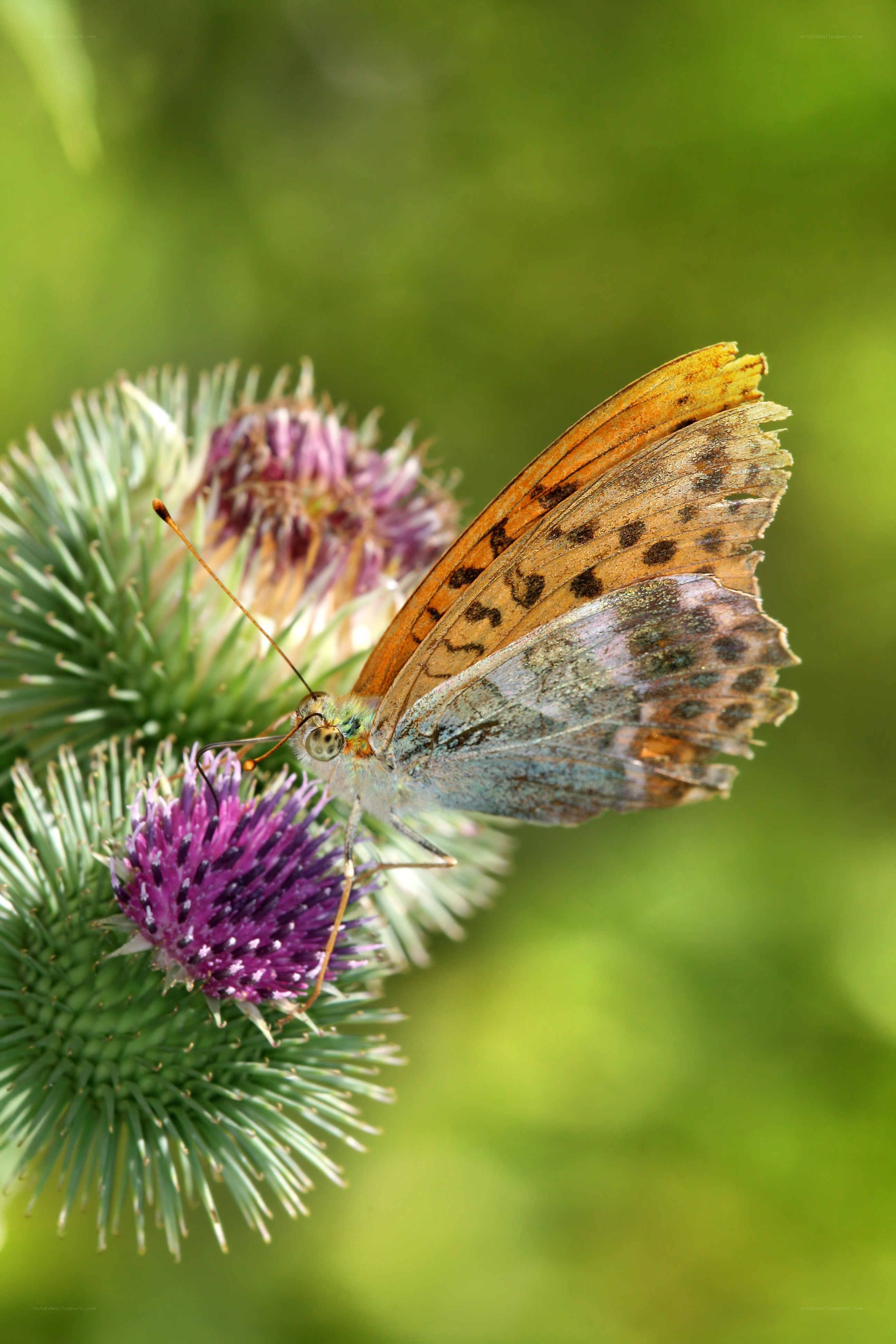 Butterfly on thistle flower