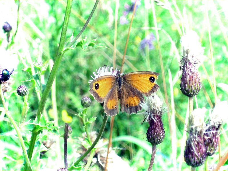 Butterfly on Thistle — Green